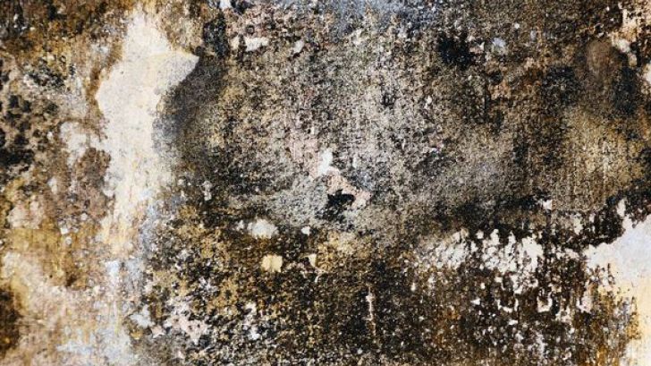 Simptome care îţi spun că eşti intoxicat cu mucegai