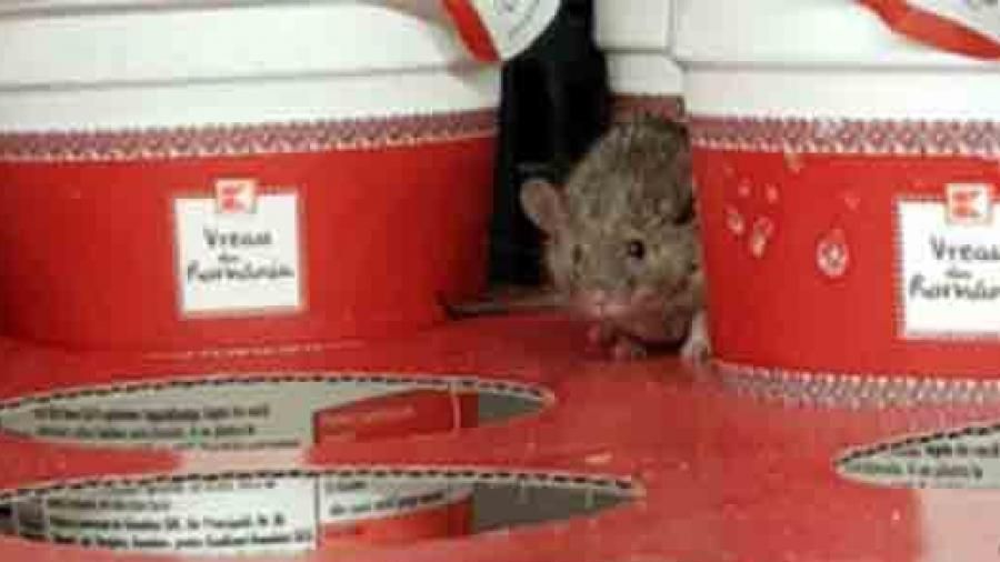 Şoarecele filmat la Kaufland Arad, pus intenţionat de un client.Imagini de pe camera de supraveghere