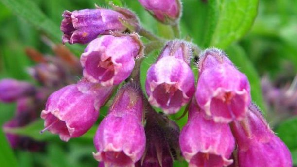 Medicamentul natural al dacilor protejează stomacul și plămânii, tratează infecțiile și rinichii