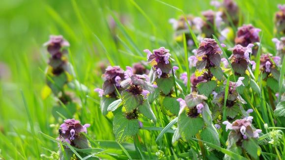 Urzica roşie, leacul miraculos al naturii din lunile de primăvară. Vindecă o mulţime de boli