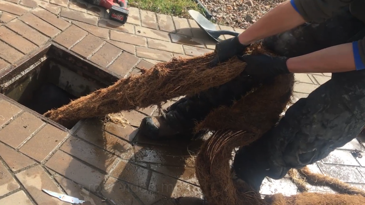 ”Monstrul” bizar scos dintr-un canal înfundat. Avea 12 metri: ”Părea extraterestru”