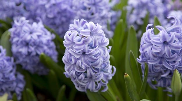 Când vine primăvară? Ce anunţă meteorologii după acest weekend deosebit de rece