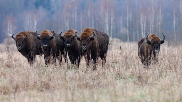 Moment rar. Turmă de zimbri, surprinsă în libertate, într-un parc natural. Care este semnificaţia