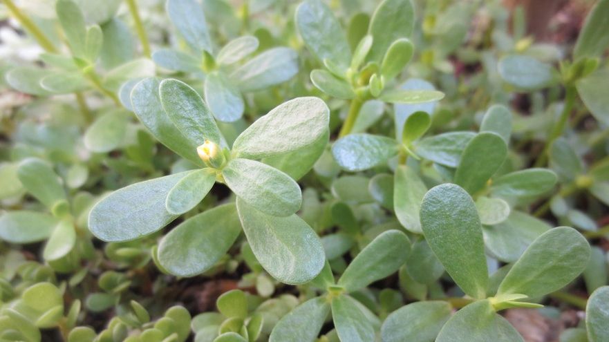 ”Leguma omului sărac” este acum considerată un super-aliment. Efectele ei benefice sunt uimitoare