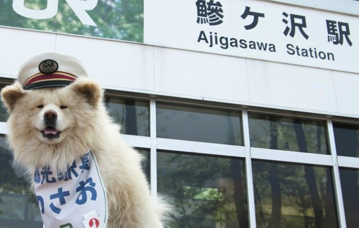 Cum a ajuns un câine vagabond șef de gară în Japonia. O poveste minunată