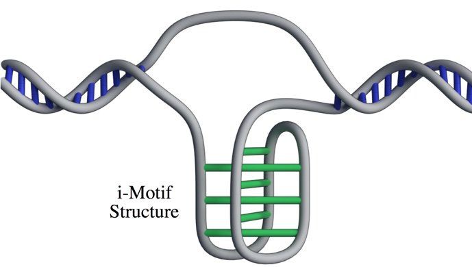 O nouă structură ADN, descoperită de cercetători