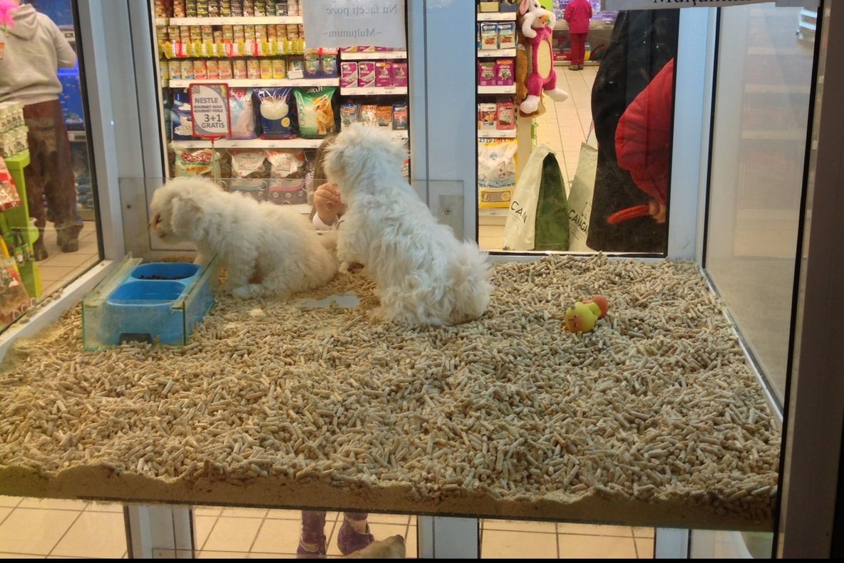 Primăria Capitalei vrea să interzică vânzarea câinilor și pisicilor în pet-shopuri