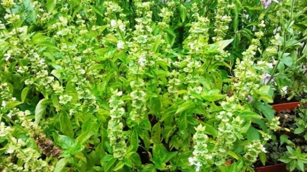 Busuiocul - planta magică. Ce boli poţi vindeca cu ajutorul lui 