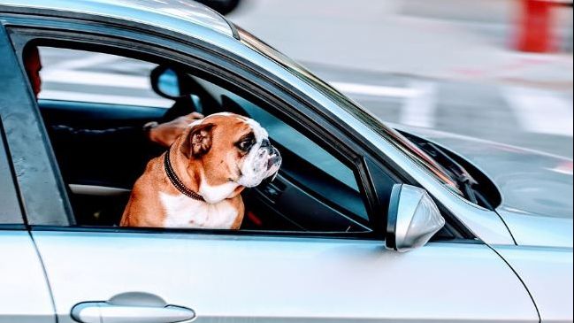 Fără câini pe scaunul pasagerului. Ce amenzi usturătoare riscă șoferii