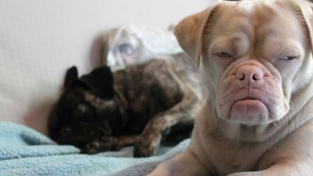 Atenţie, câine rău! DOVADA că animalele ştiu totul despre tine. Şi nu întotdeauna le place ce văd