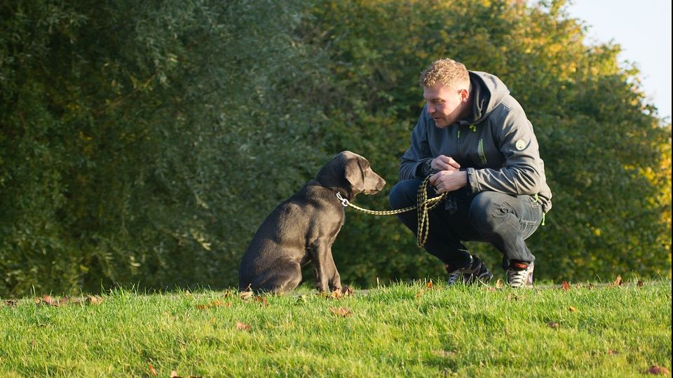 Ce înseamnă dacă vorbești cu animalele de companie așa cum ai vorbi cu copiii