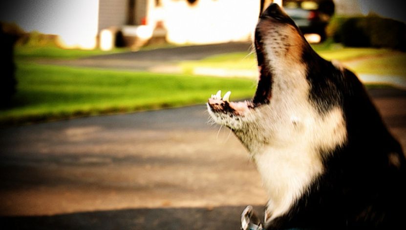 Câinii pot prezice cutremurele? Părerea cercetătorilor: avem nevoie sau nu de un animal de companie?