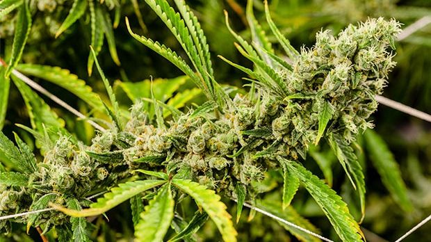 Viitorul sună... vânzările de canabis ar putea să le depăşească pe cele de băuturi răcoritoare 