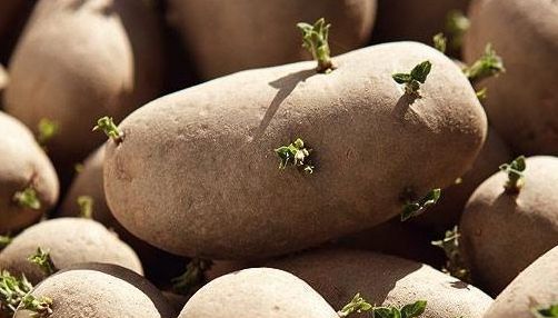 Ne omoară sau nu cartofii încolţiti? Ce ne spun specialiştii 