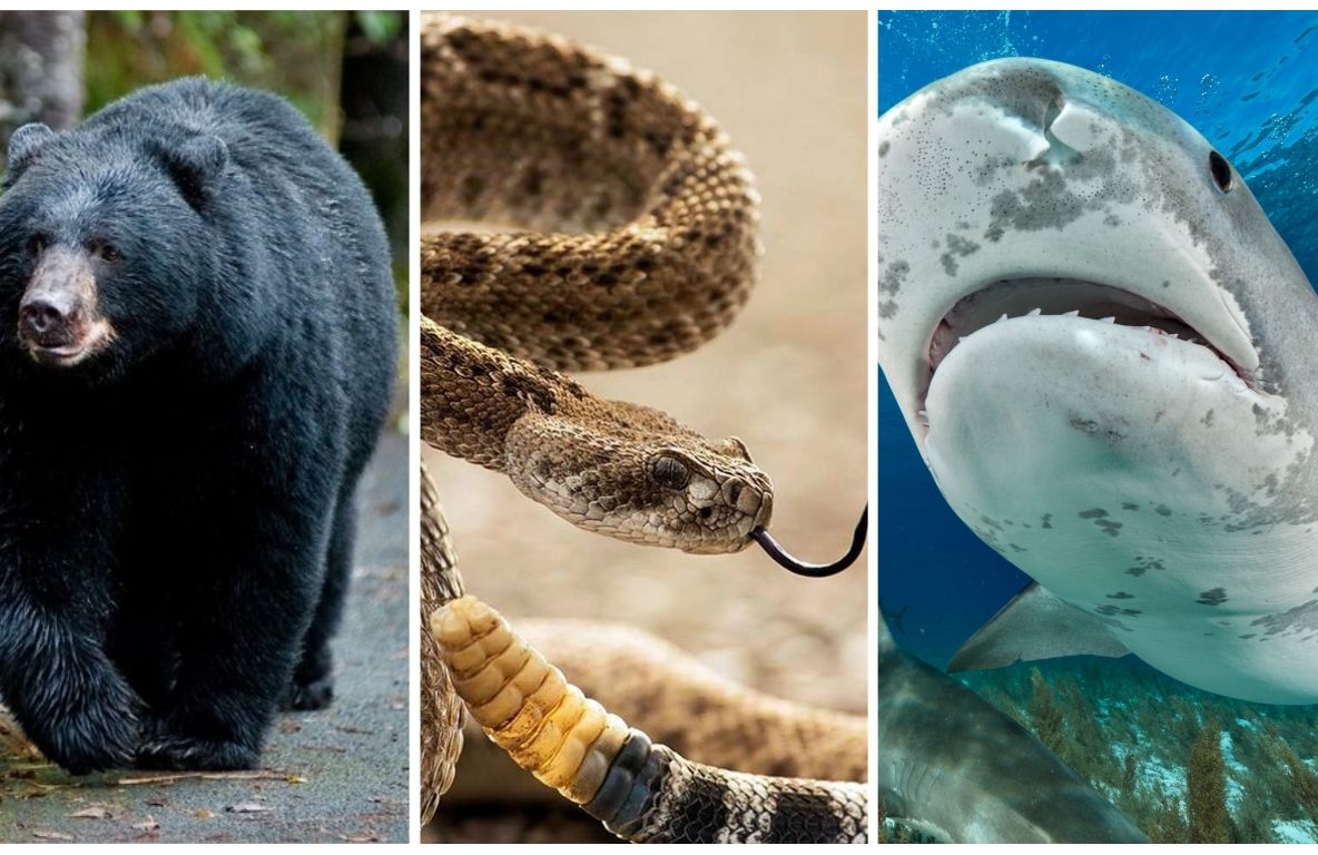 Mușcat de urs, apoi de un șarpe veninos, acest om a fost atacat și de un rechin. Ce a urmat