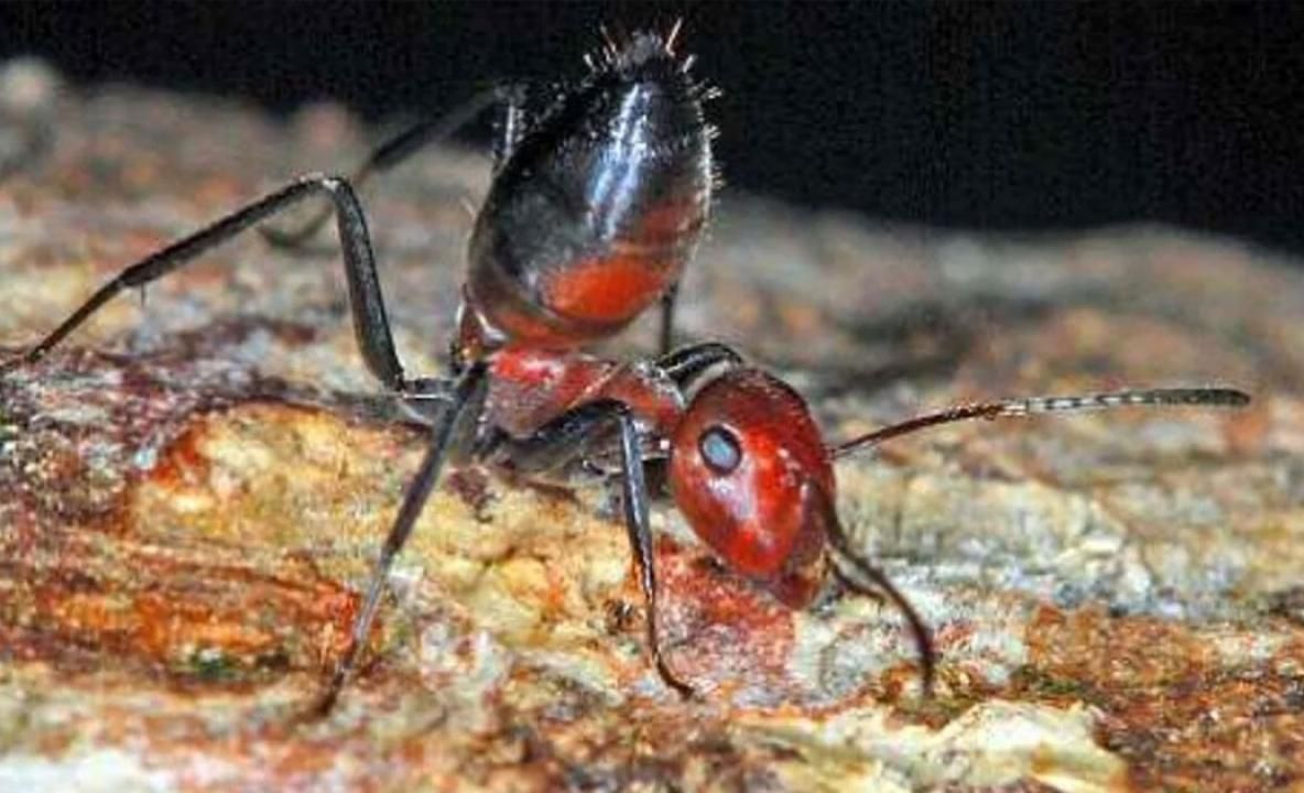 Furnici care explodează pentru a ucide inamicul, o nouă specie descoperită de cercetători