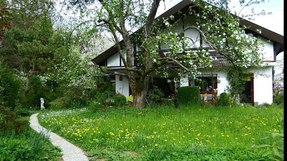 Pomul din curtea ta pe care nu ai voie să îl tai. Rişti o amendă de 10.000 de lei