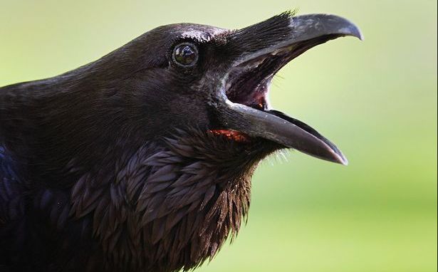 Un corb a aterizat lângă el. Apoi, bizar, pasărea a început să vorbească și i-a spus asta