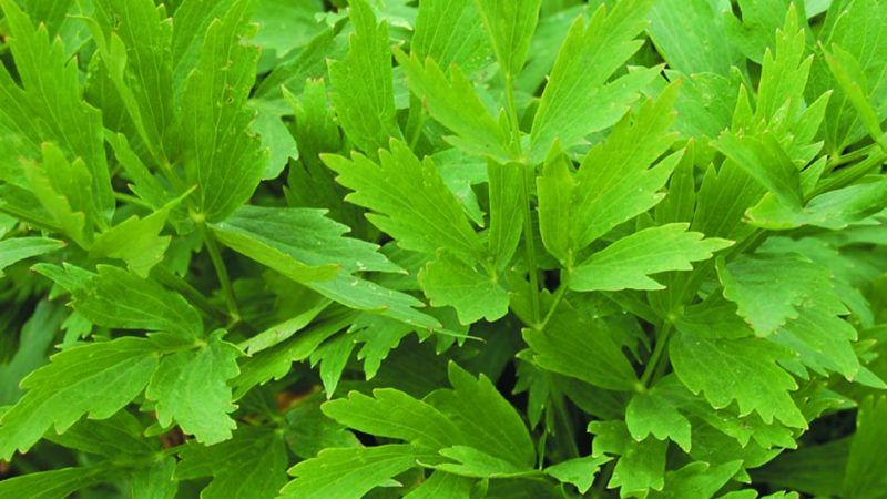 Leuşteanul - planta minune a primăverii. Beneficiile absolut uimitoare ale acesteia