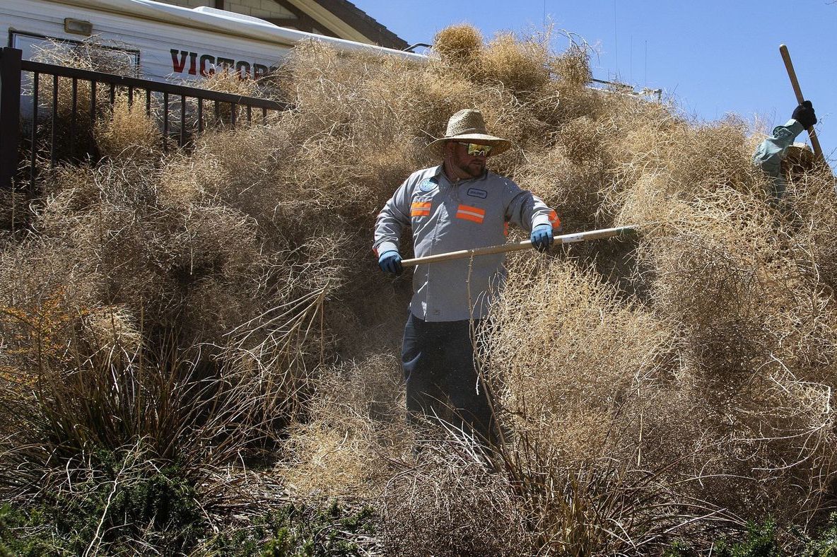 Oraş invadat de ciulini. Oamenii, obligaţi să stea în case: Este un coşmar. Imagini înspăimântătoare