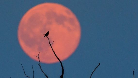 Luna Roz în Scorpion. 4 zodii renasc din propria cenușă