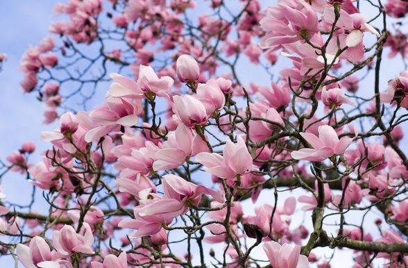 Cum se înmulţeşte magnolia. Trucuri pentru o grădină de vis!