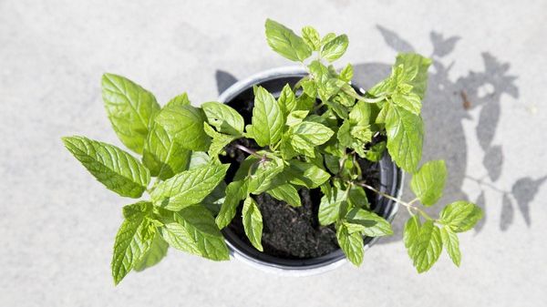 Plante aromatice pe care le poţi creşte în casă. Cum le poţi menţine mereu proaspete