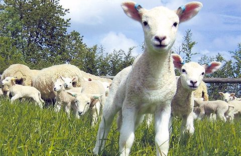 De ce s-au supărat bulgarii pe mieii românești