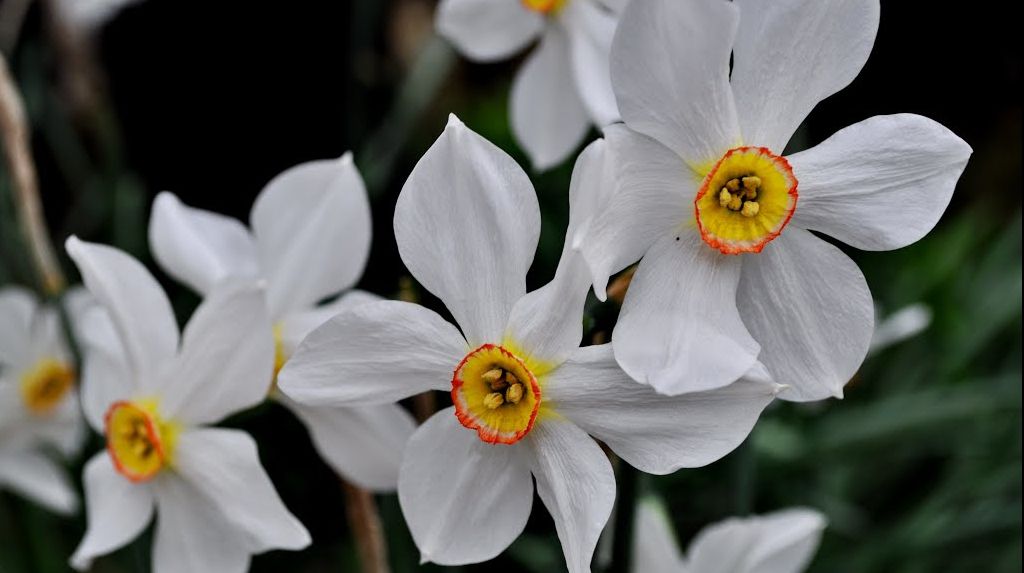 Ceaiul de petale de narcise are efecte miraculoase. Iată cum se prepară