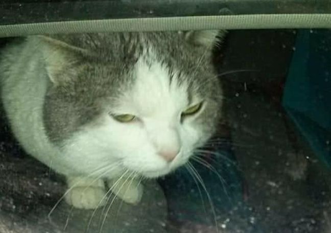 Mobilizare generală la Timişoara, pentru o pisică închisă într-un autoturism  