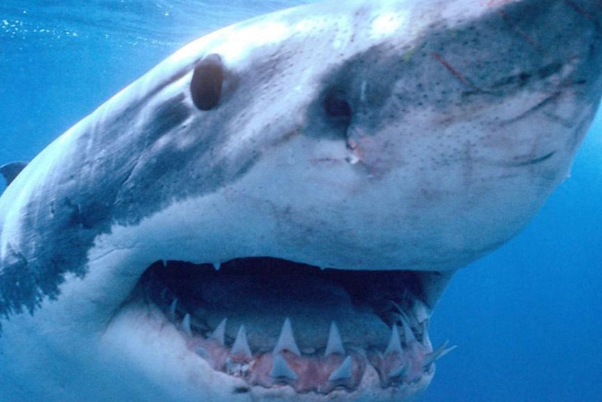 Greu de ucis: un tânăr a fost mușcat de rechin, un urs și un șarpe veninos