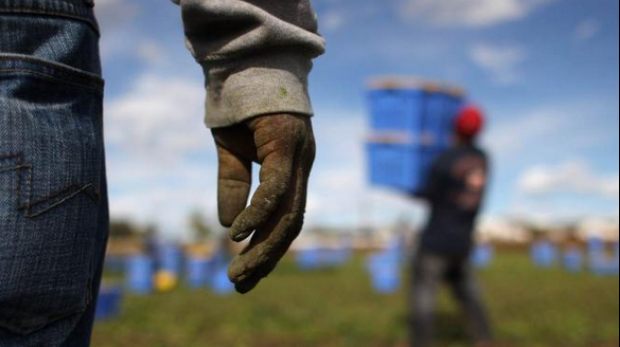 Patru români, sclavi în Sicilia. Patronul îi obliga să muncească 13 ore pe zi