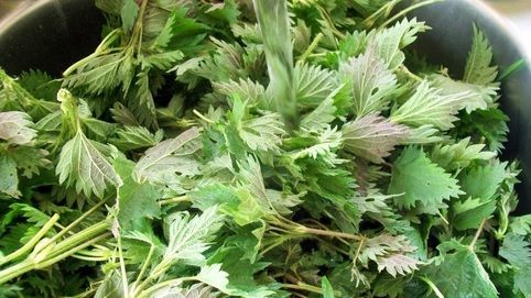 Consumul de urzici, INTERZIS persoanelor care suferă de una din aceste boli 