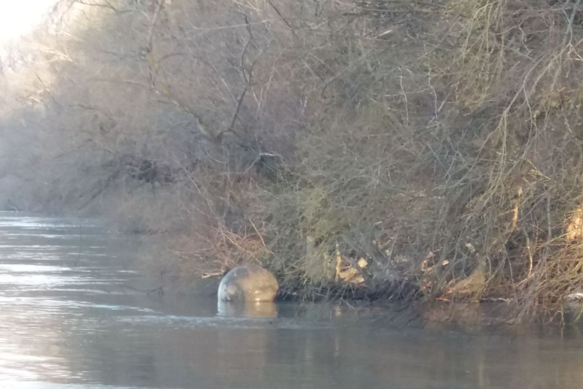 UPDATE: Cele 2 mine de război găsite de Dunăre au fost detonate