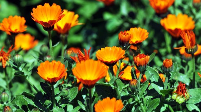 O plantă aparent banală, întâlnită peste tot, valorează cât o farmacie întreagă