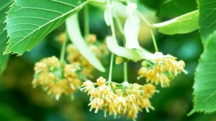 Care este cel mai bun moment pentru culegerea florilor de tei. Cum să le consumi corect