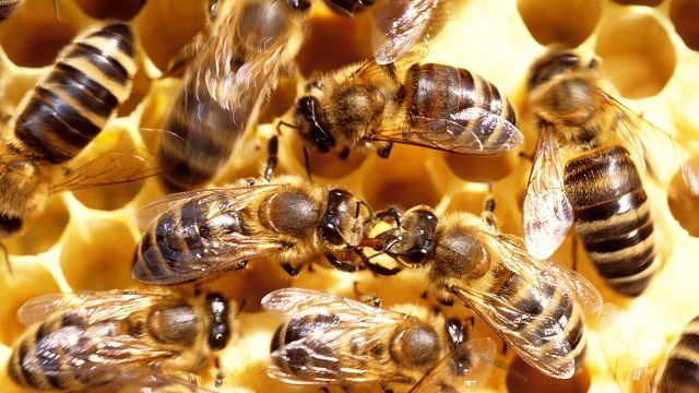 Albinele atacă din nou! 4 persoane au fost agresate de albine în judeţul Constanţa