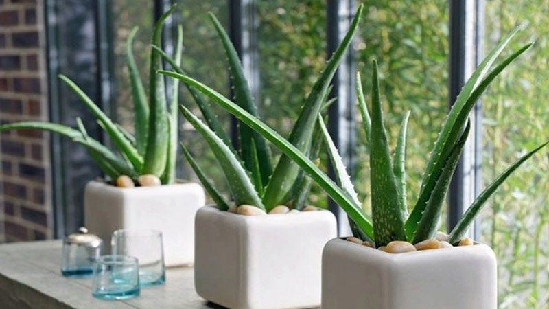 Ce plante este bine să ai în casă. Tu le cunoşti beneficiile?