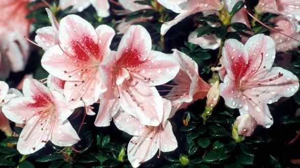 Cum să îngrijeşti azaleea. Trucuri pentru o înflorire de durată