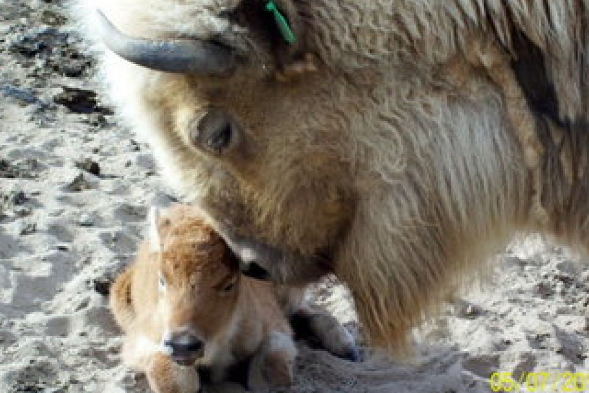 Scandal uriaș cu carne de BIZON, în județul Bihor. Produsul era destinat unor centre pentru persoane cu handicap