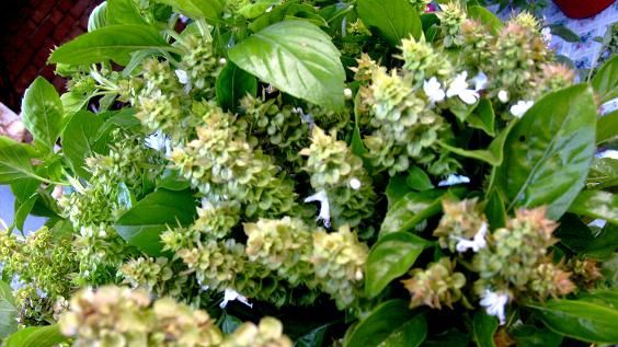 Busuiocul - planta magică. Tu ştii ce beneficii are?