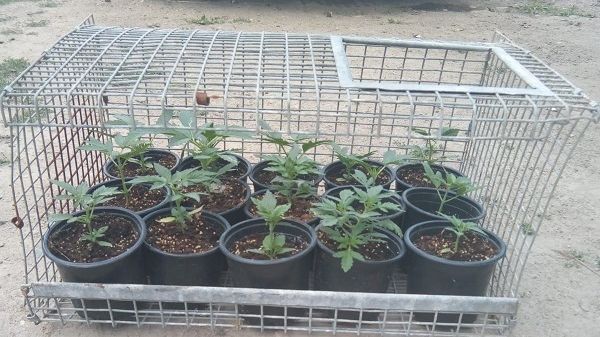 Prinşi de poliţie în flagrant în timp ce plantau... cannabis. Ce s-a întâmplat după