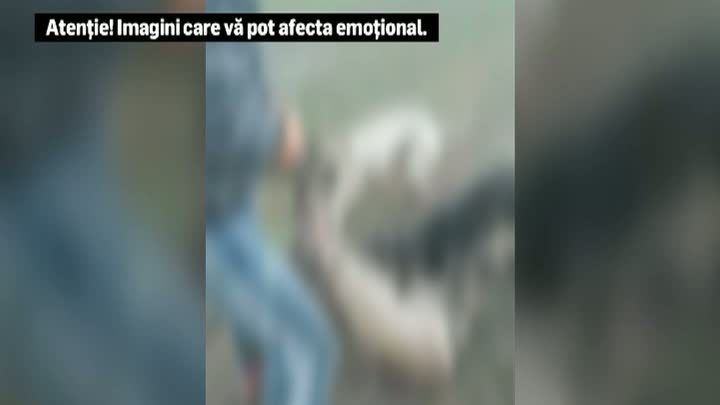 Braconierul sadic care a ucis o căprioară a fost identificat