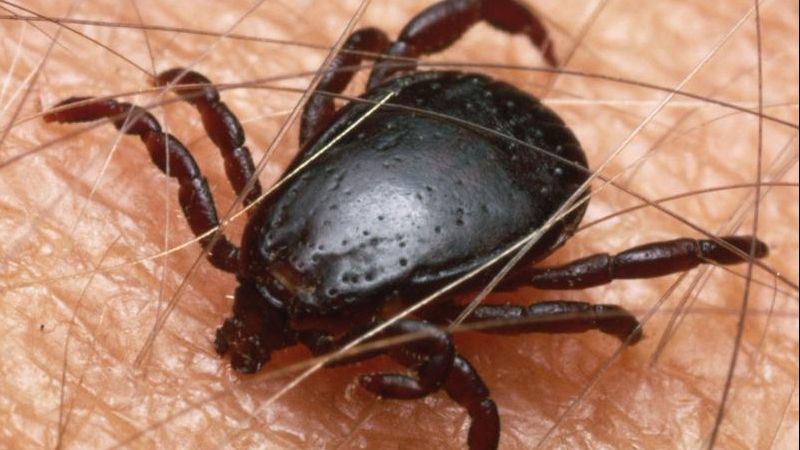 În Buzău s-a înregistrat primul pacient cu boala Lyme provocată de mușcătura de căpușă