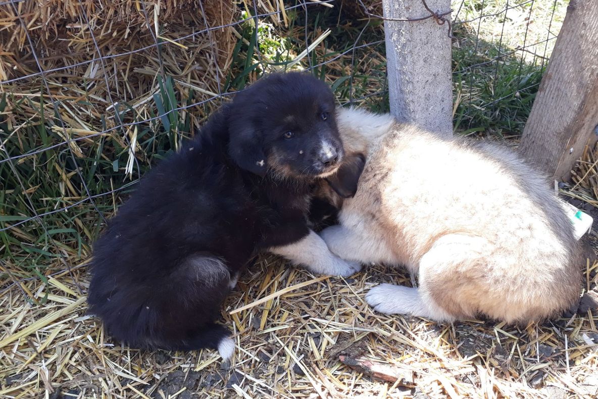 Incendiu. Suflete nevinovate salvate din calea flăcărilor. Imagini emoţionante