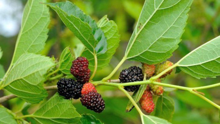 Ceaiul de frunze de dud are efecte uimitoare. Ce boli tratează