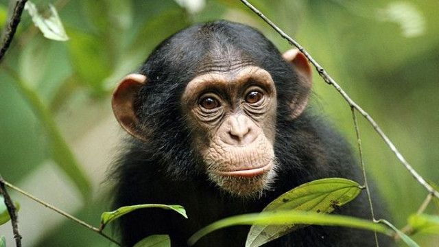 Culcuşurile cimpanzeilor, mai curate decât... paturile oamenilor