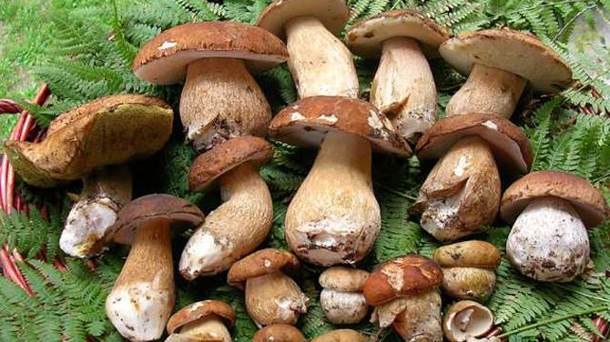 Cel puţin 11 morţi şi sute de persoane spitalizate, după ce au consumat ciuperci otrăvitoare