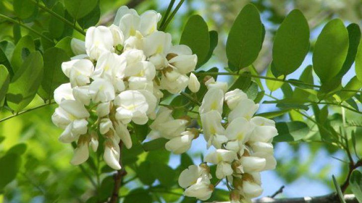 Dulceaţă din flori de salcâm: cea mai simplă reţetă. Va ieşi delicioasă!