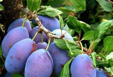 Frunzele de prun elimină cheagurile din vasele de sânge. Cum trebuie să le consumi